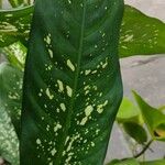 Dieffenbachia seguineЛіст