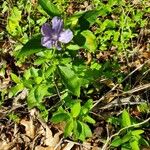 Thunbergia laevis Blad