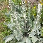 Verbascum pulverulentumYeri