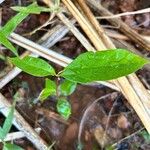 Myrcia multiflora Leaf