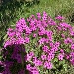 Oxalis articulataFlower