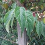 Cornus racemosa Folio