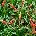 Billbergia viridiflora Kvet