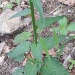 Phyteuma spicatum Leaf