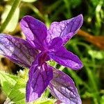 Salvia viridis Foglia