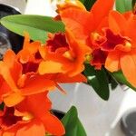 Cattleya spp. Цвят