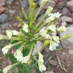 Nicotiana paa Flor
