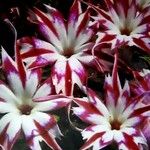 Phlox drummondii Flower