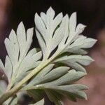 Corydalis flavula Leaf