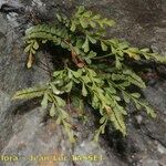 Asplenium x alternifolium 形態