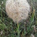 Tragopogon porrifolius果實