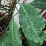 Euphorbia canuti Leaf