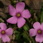 Oxalis floribunda