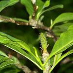 Rhododendron catawbiense Leaf