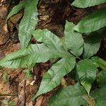 Bolbitis auriculata Leaf