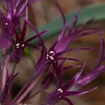 Allium falcifolium Blomma
