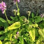 Stachys affinis Hábito