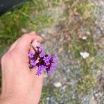 Verbena bonariensisFloare