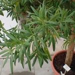 Podocarpus elatus Elinympäristö