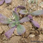 Plantago rhodosperma Pokrój