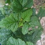 Brassica juncea Leaf