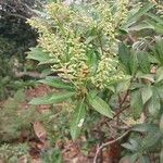Pieris formosa Likasa
