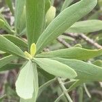 Salvadora australis पत्ता
