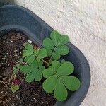 Cassia obtusifolia Leaf