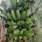 Musa × paradisiaca Fruit