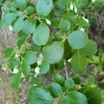 Vaccinium arboreum Folha