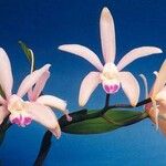 Cattleya intermedia Blomst