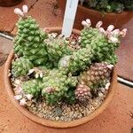 Euphorbia ritchiei Hàbitat