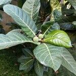 Ficus habrophylla Leaf