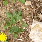 Taraxacum obovatum Yaprak