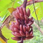 Musa balbisiana ഫലം