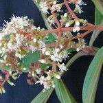 Miconia ligulata Прочее