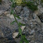 Campanula petraea 形態