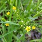 Ranunculus sceleratus Habitus