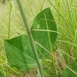 Lathyrus latifolius পাতা