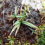 Carex brachycalama