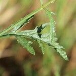 Verbena officinalis برگ