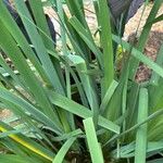 Iris ensata List