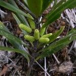 Podocarpus longifoliolatus