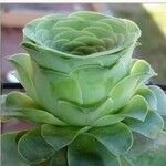 Aeonium aureum Φύλλο