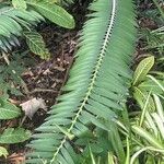 Encephalartos manikensis Blatt