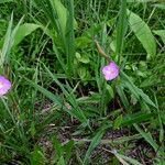 Oenothera rosea 形态