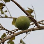 Strychnos spinosa Frucht