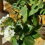 Kalanchoe blossfeldiana Habitat