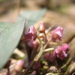 Polystachya concreta Flower