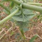 Datura discolor Плод